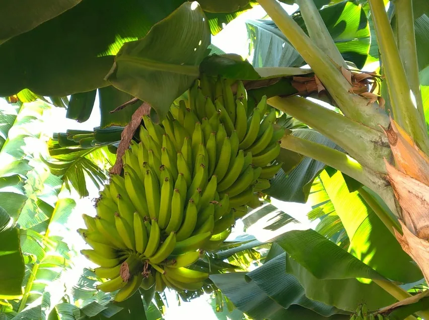 Projeto Formoso consolida Bom Jesus da Lapa como polo nacional da bananicultura, destaca reportagem da Rede Bahia