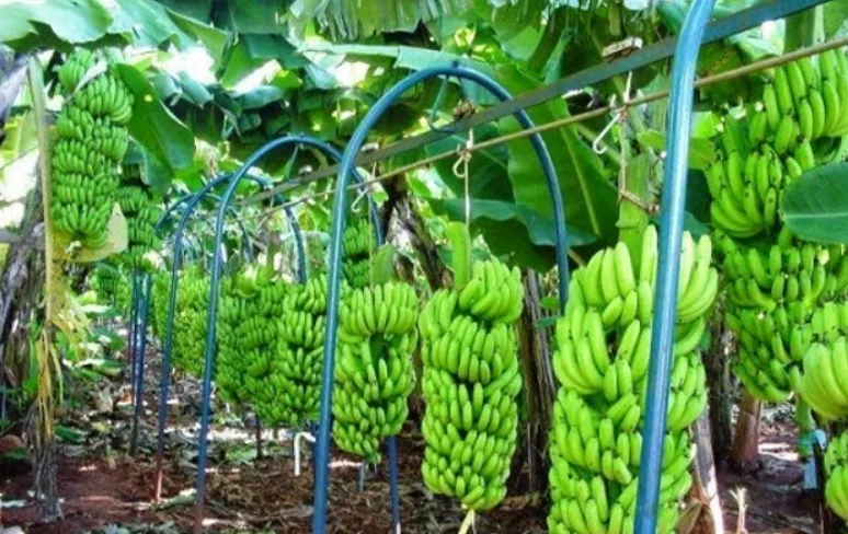 Banana do Projeto Formoso recebe Indicação Geográfica e reforça liderança nacional na produção da fruta