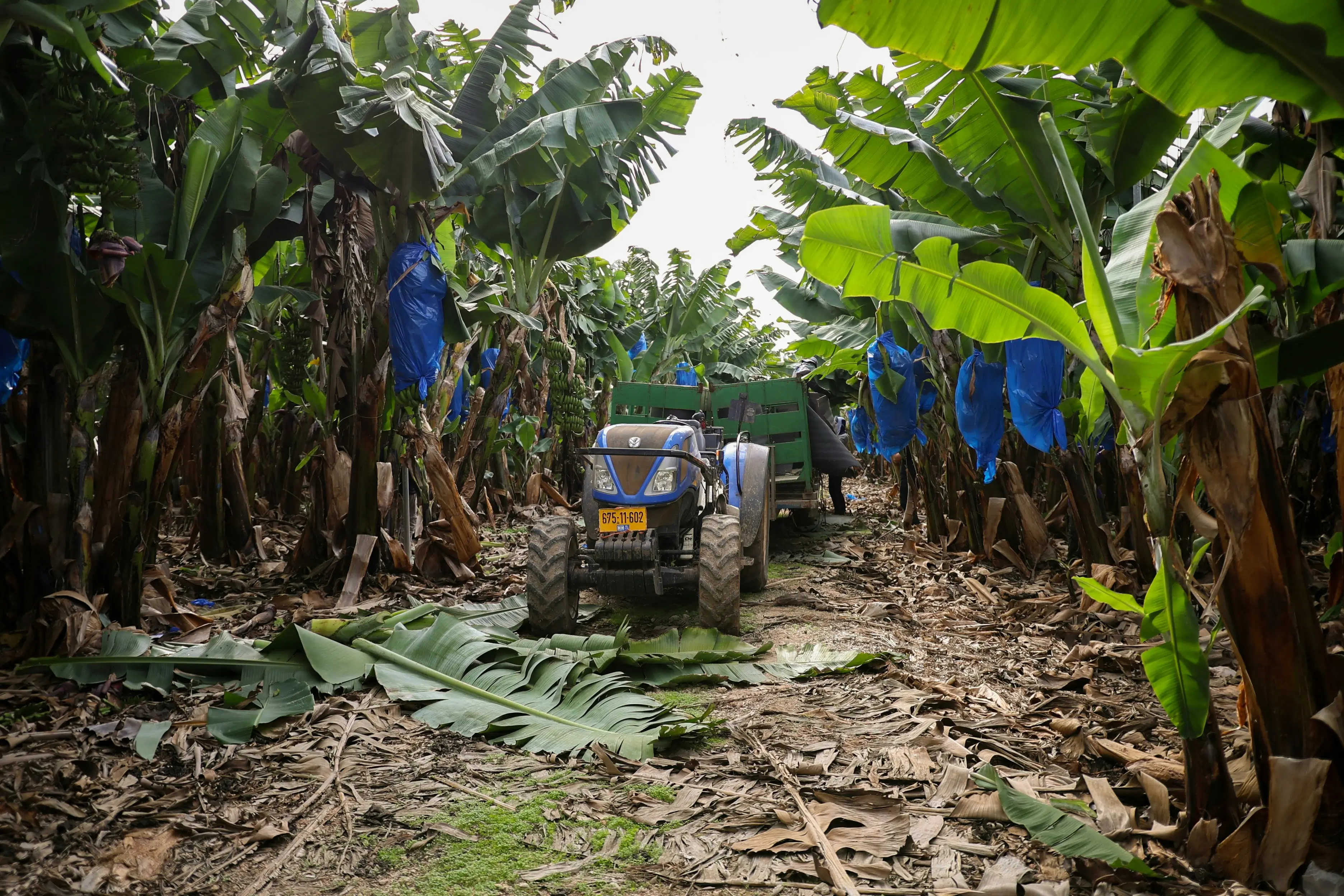 Perímetro Irrigado do Formoso - BA